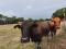 En alquiler Finca Productiva con bienhechurias en Valencia Carabobo